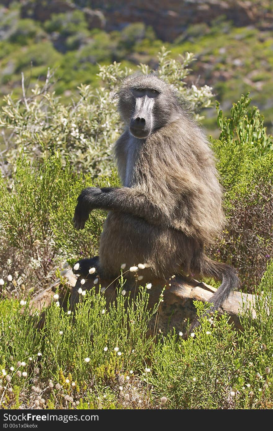 A Chacma baboon (papio ursinius) sitting on a rock surrounded by Cape fynbos. A Chacma baboon (papio ursinius) sitting on a rock surrounded by Cape fynbos