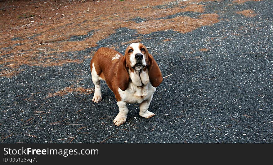 Cute Hound