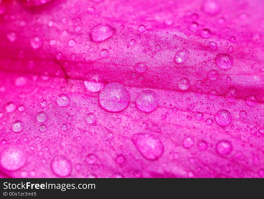 A multitude of dew drops on an azalea flower petal. A multitude of dew drops on an azalea flower petal.