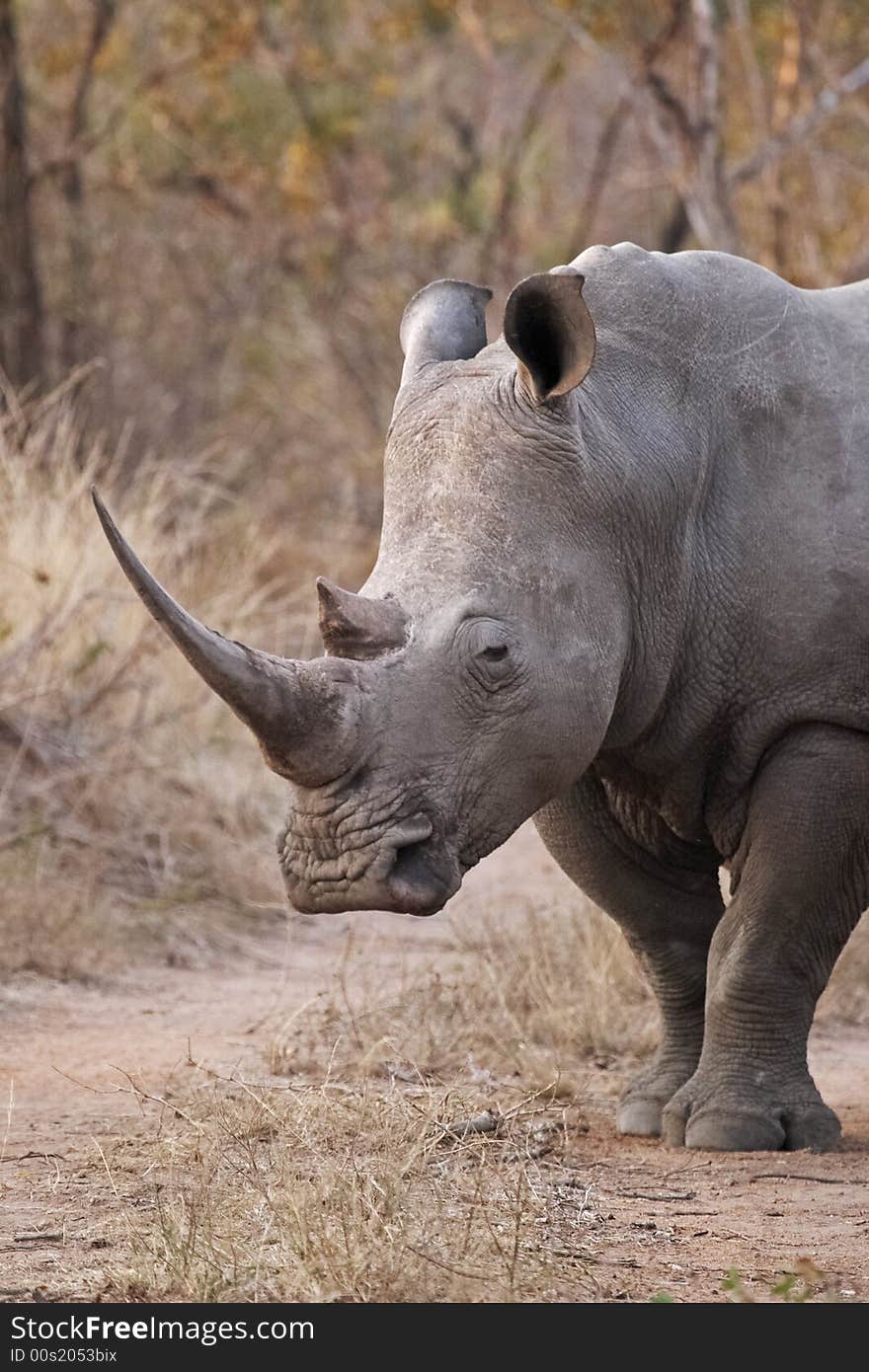 White Rhinocerous 2