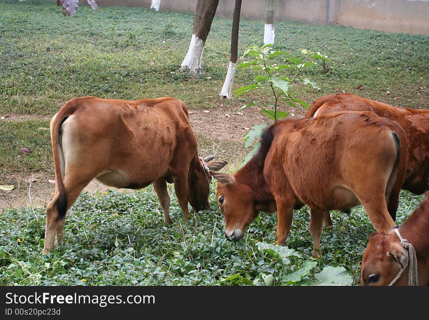 Any of various mammals of the genusBos, including cows, steers, bulls, and oxen, often raised for meat and dairy products. Any of various mammals of the genusBos, including cows, steers, bulls, and oxen, often raised for meat and dairy products.