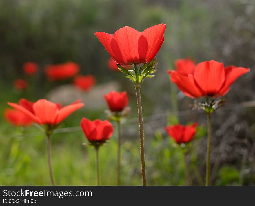 Close up of red poppies blooming at spring