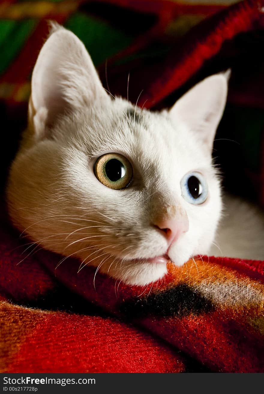 White Cat