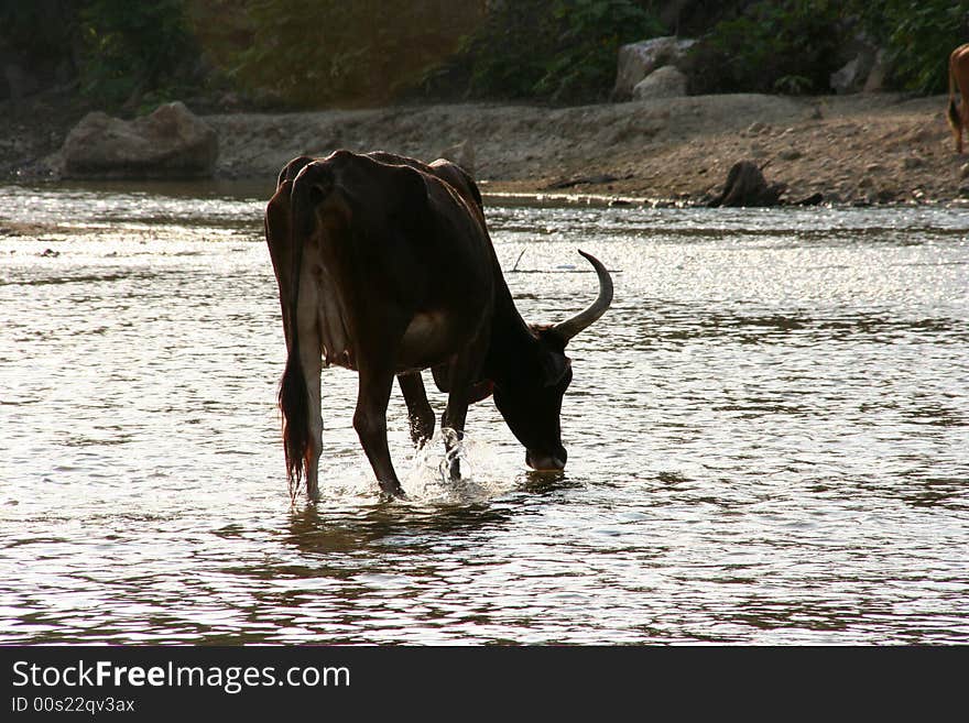 Cow drinking water on a river