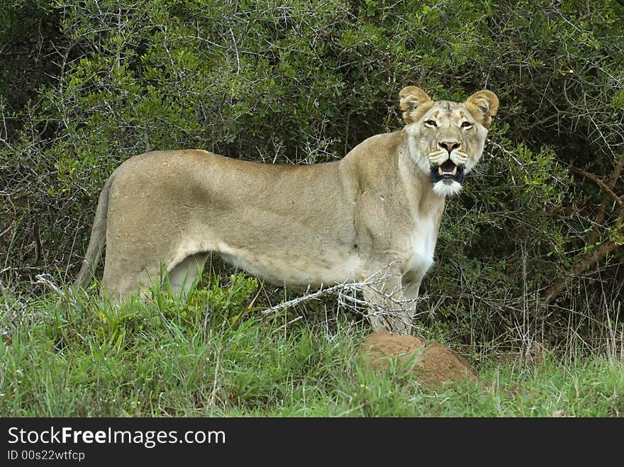 The young Princess of Addo Elephant Park South Africa. The young Princess of Addo Elephant Park South Africa