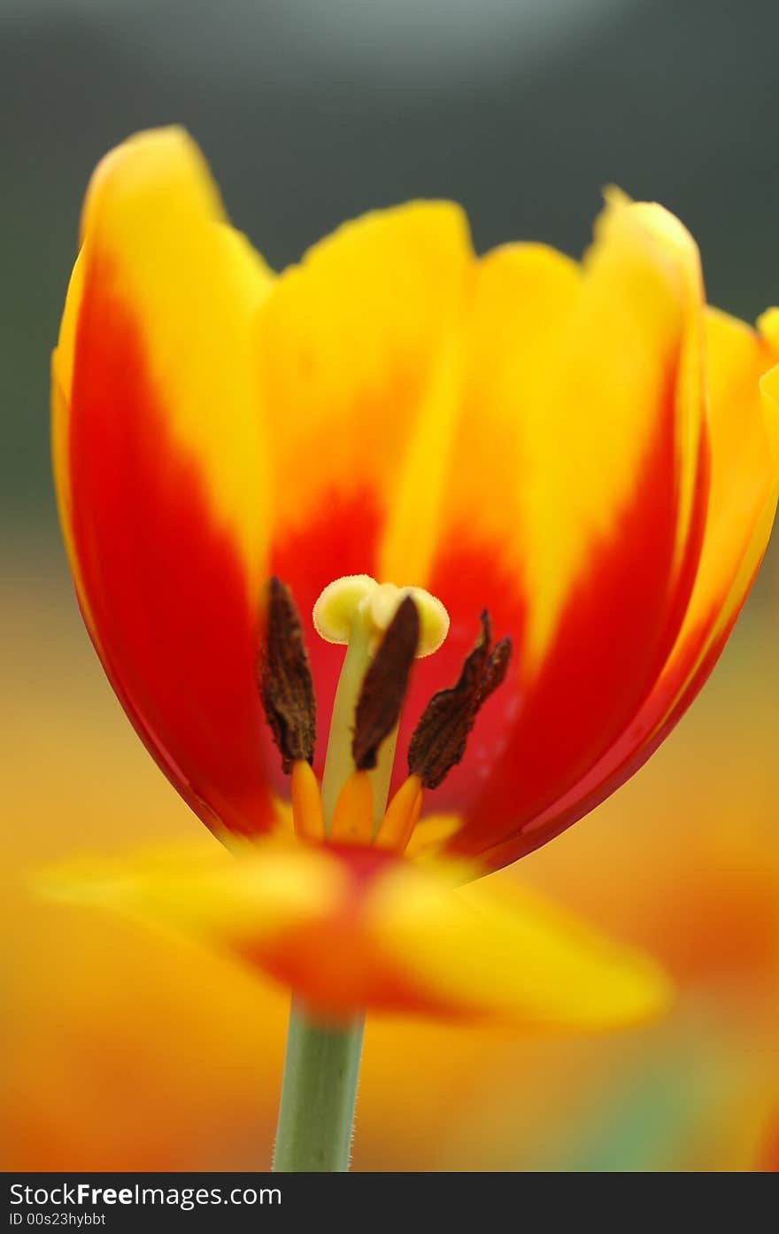 Petal of yellow&red tulip