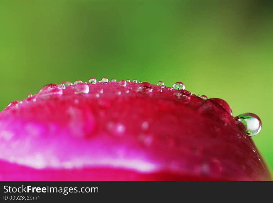 Dew on the petal of a red tulip.photo by zhuanghua in Guangzhou,China。