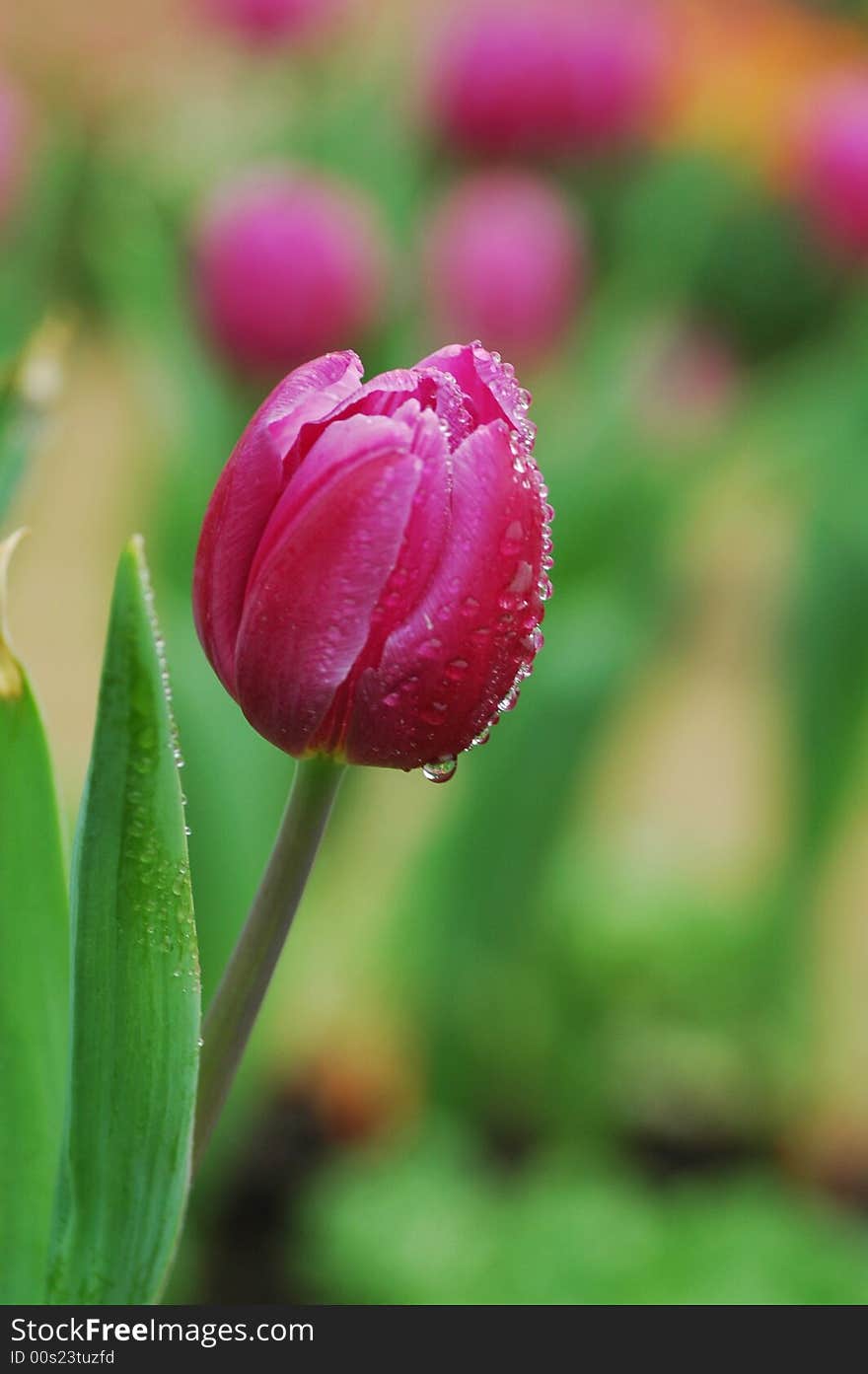 A purple tulip with dew