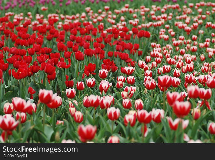 Tulip grows large colorful cup-shaped flower in spring. Tulip grows large colorful cup-shaped flower in spring.