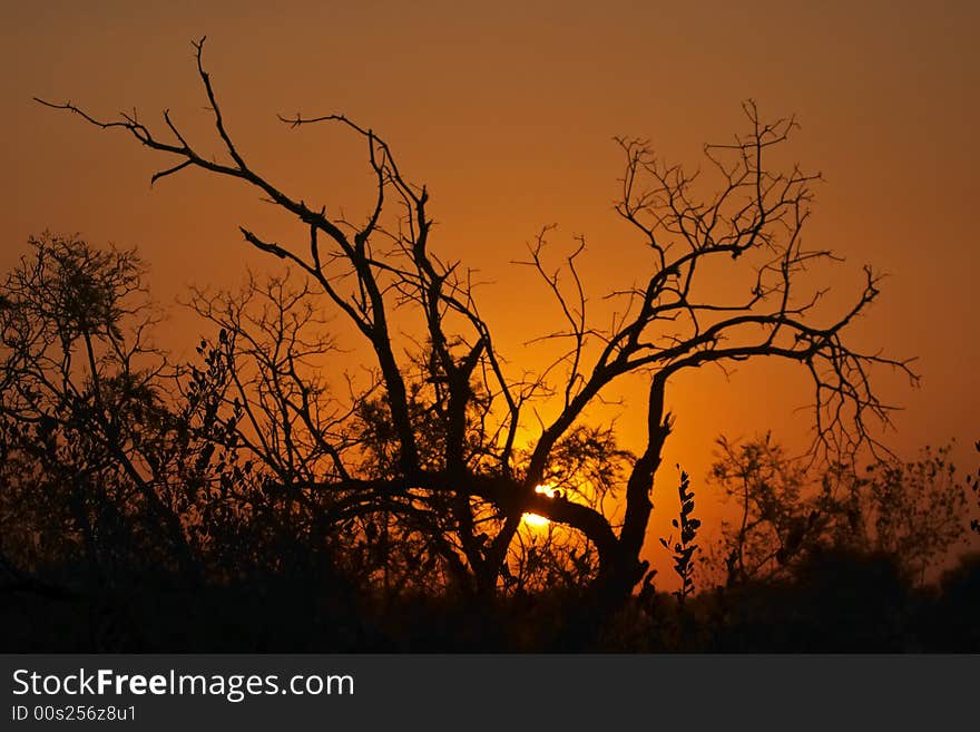 Sunset In The Bushveld 1