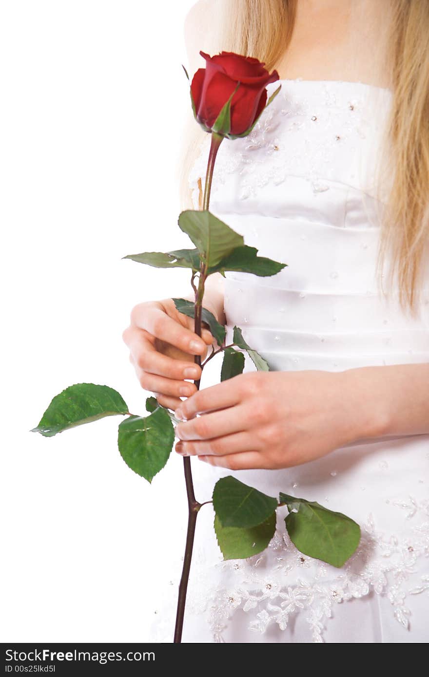 Close-up bride hands with red rose