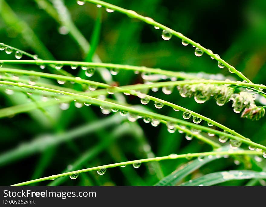 The morning green grass with drops in close up