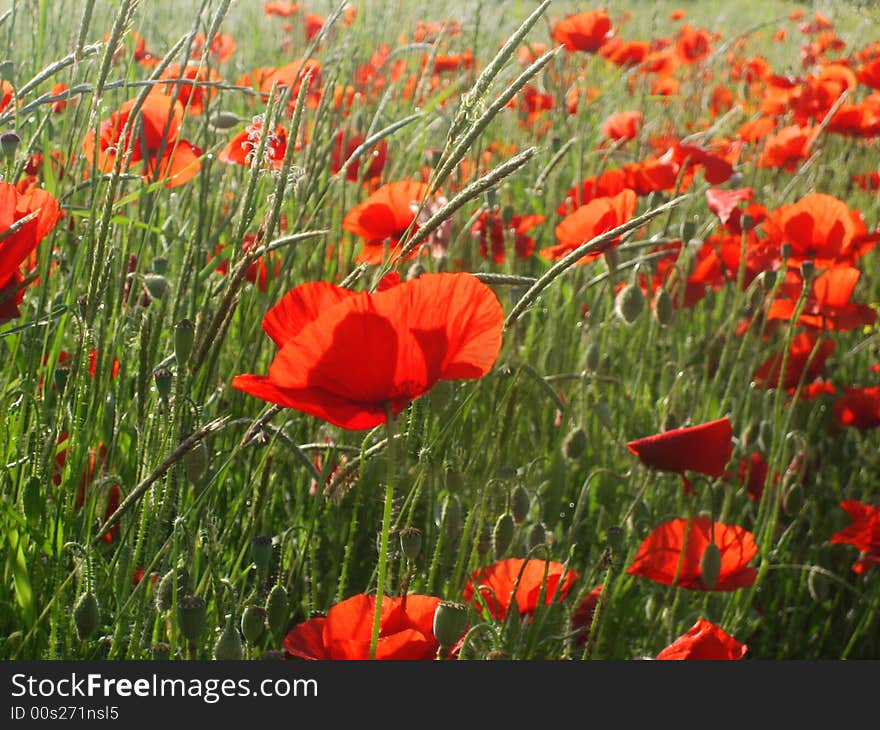 Sunny poppies field