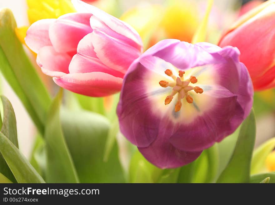 Elegant sunny tulips on white background. Elegant sunny tulips on white background