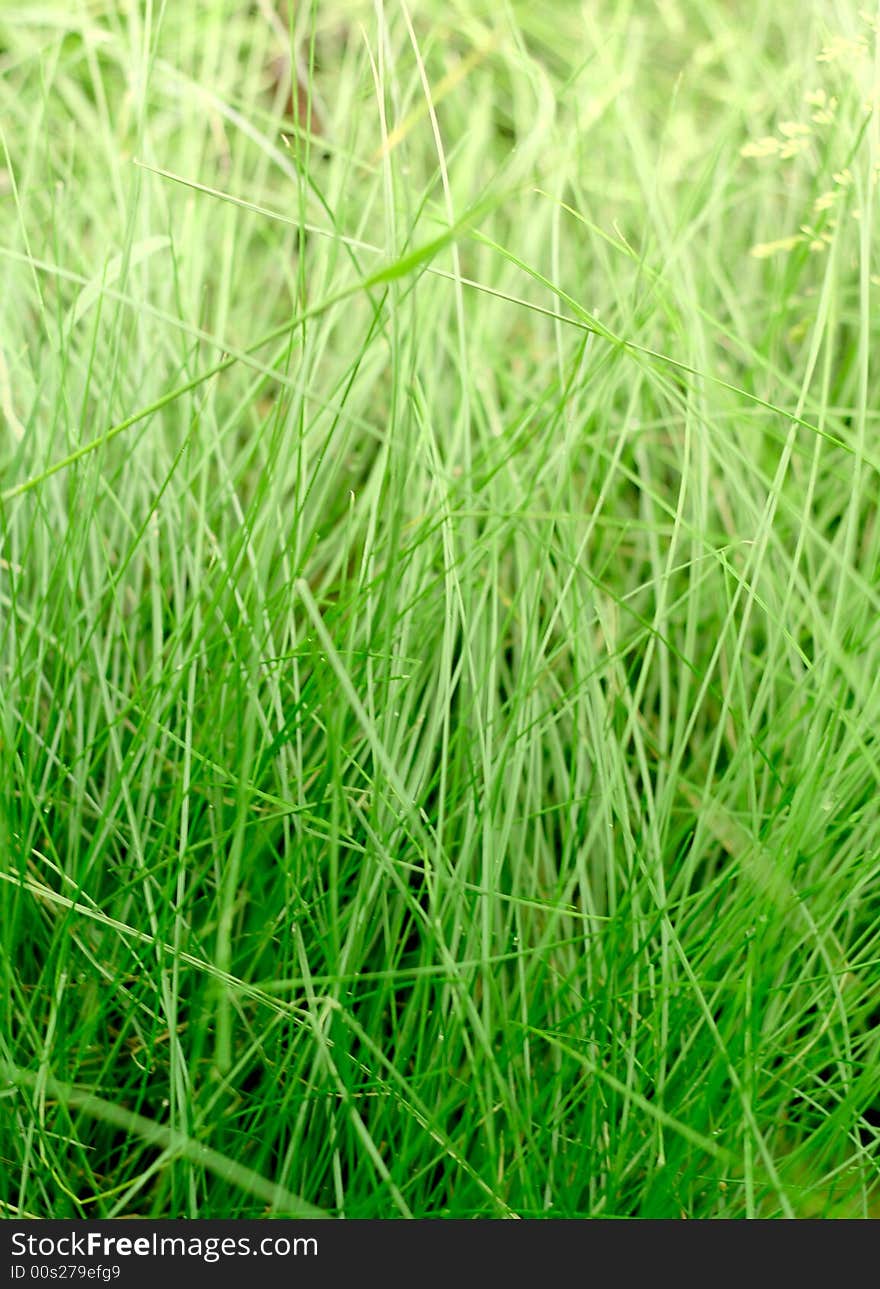 The morning green grass in close up