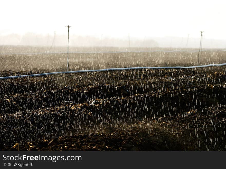 Sprinklers are irrigating a vegetable field. Sprinklers are irrigating a vegetable field