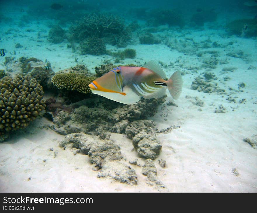 A nice Blackbar Triggerfish from maldivian coral reef. italian name: Balestra Picasso scientific name: Rinecanthus Aculeatus english name: Blackbar Triggerfish