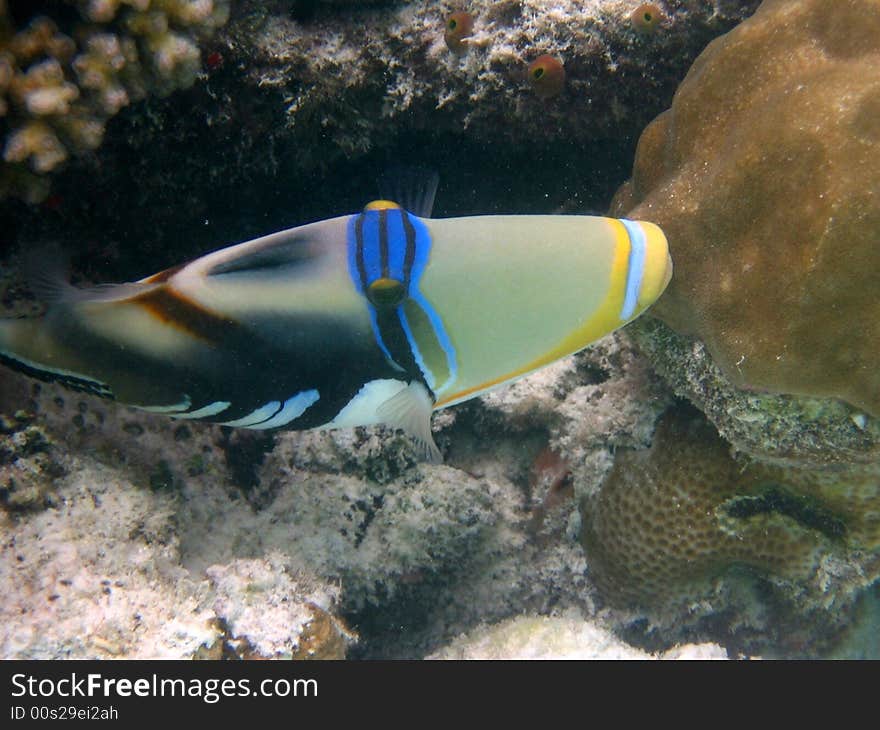 A Blackbar Triggerfish from maldives. italian name: Balestra picasso scientific name: Rinecanthus Aculeatus english name: Blackbar Triggerfish