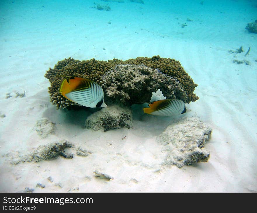 A couple of Threadfin butterflyfish