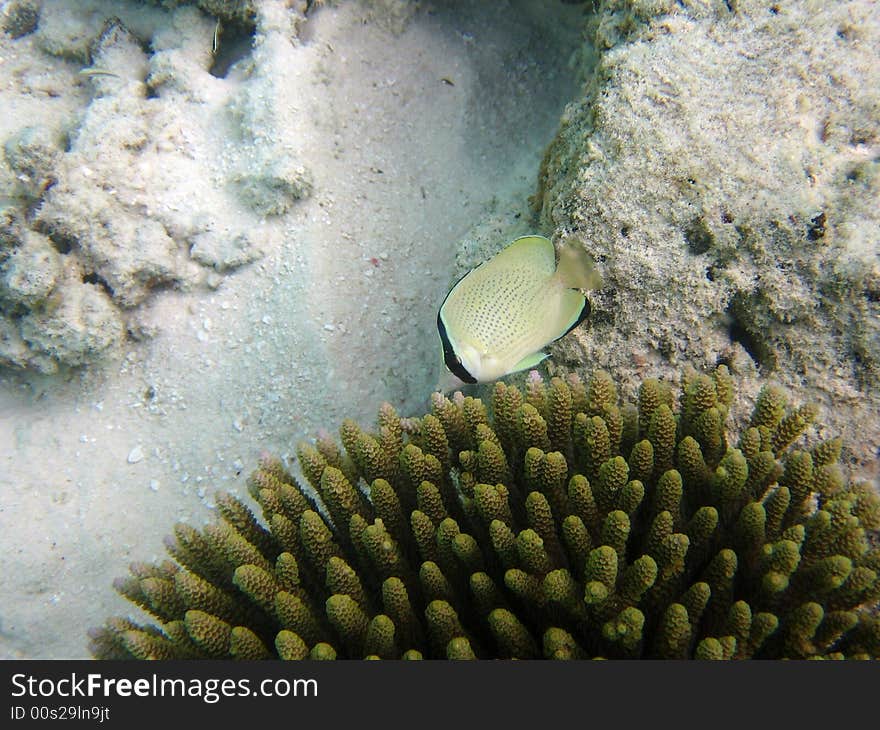 A nice Speckled Butterflyfish from indo-pacific ocean (Maldives).
italian name: Farfalla Limone
scientific name: Chaetodon Citrinellus
english name: Speckled Butterflyfish