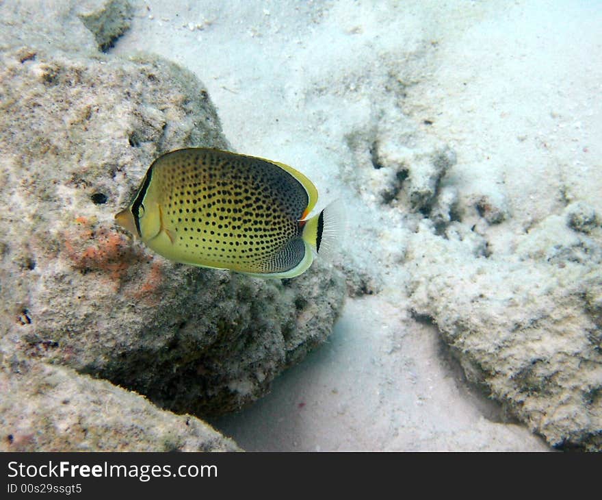 Peppered Butterflyfish