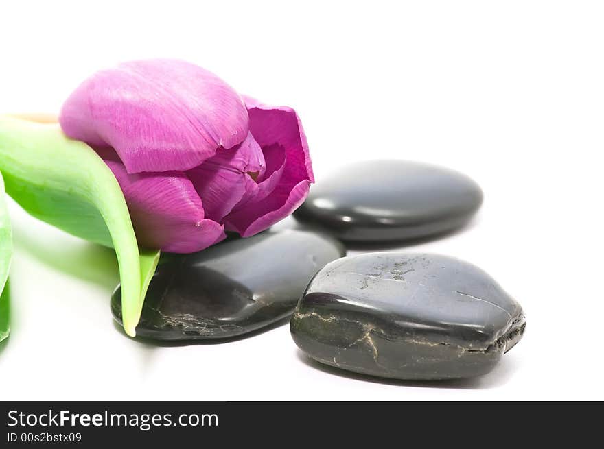 Close up on therapy stones and purple tulip. Close up on therapy stones and purple tulip