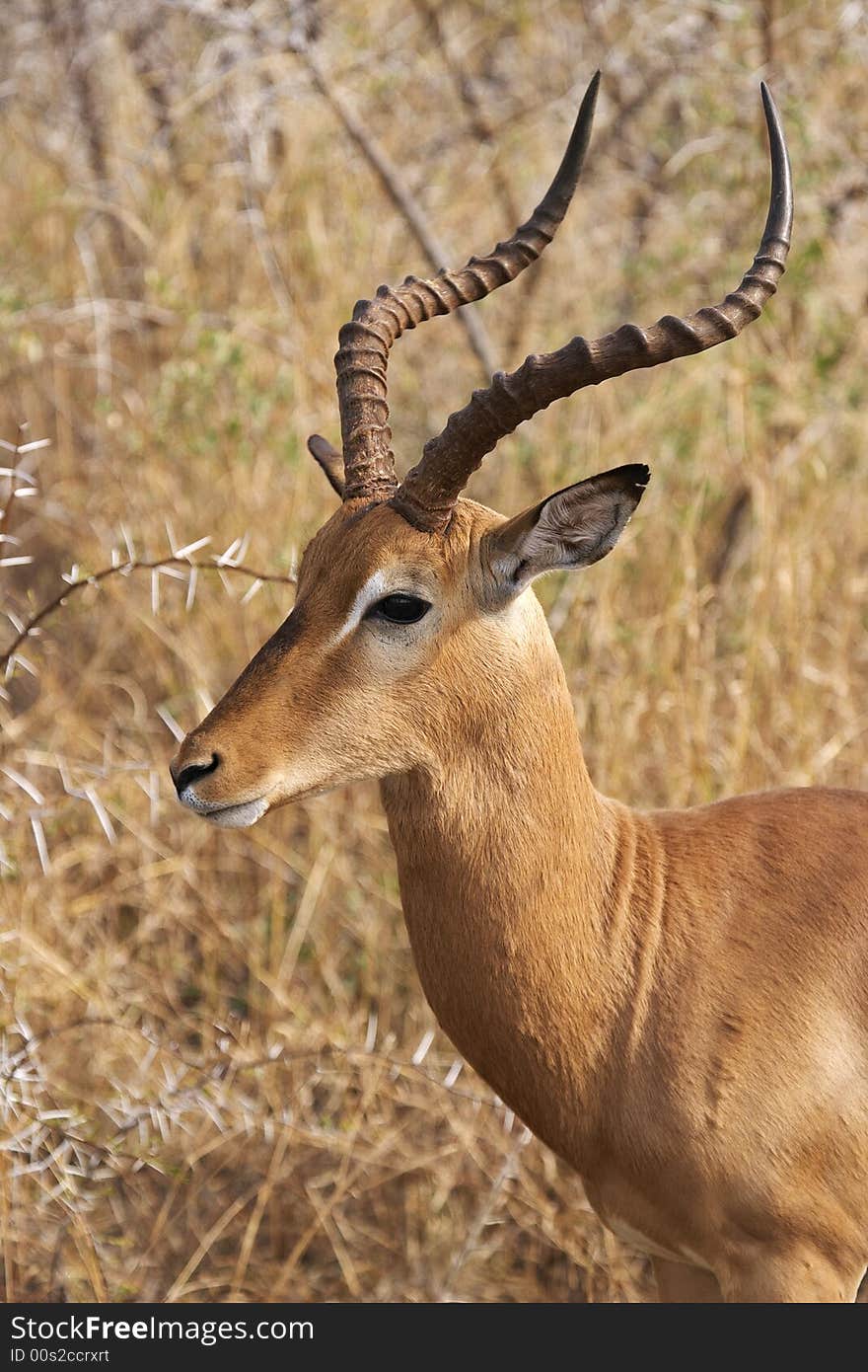 Impala Ram in Bushveld