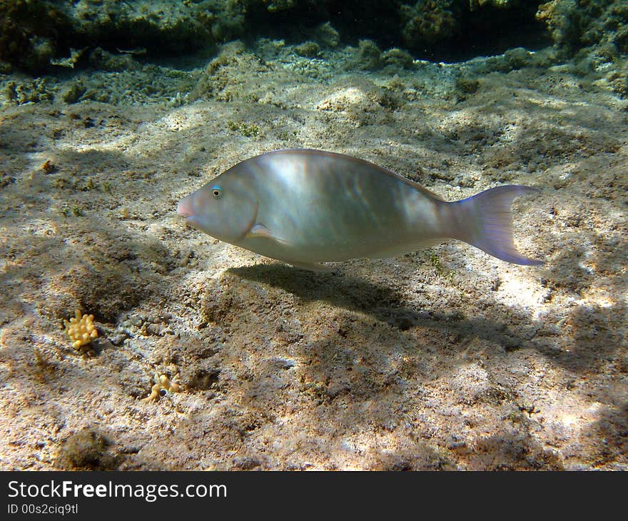 Maybe it's a parrotfish. This picture was taken in red sea.
italian name: pesce pappagallo
scientific name: Scarus 
english name: Parrotfish. Maybe it's a parrotfish. This picture was taken in red sea.
italian name: pesce pappagallo
scientific name: Scarus 
english name: Parrotfish