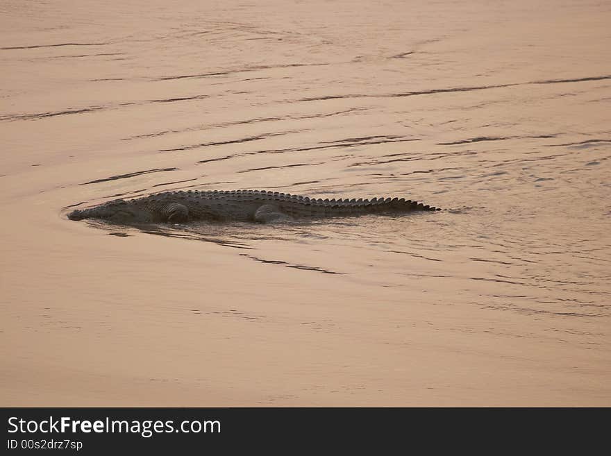 Nile crocodile, Crocodylus niloticus, Swimming in very shallow water at sunset up the Olifants river, Balule Nature Reserve, South Africa. Nile crocodile, Crocodylus niloticus, Swimming in very shallow water at sunset up the Olifants river, Balule Nature Reserve, South Africa.