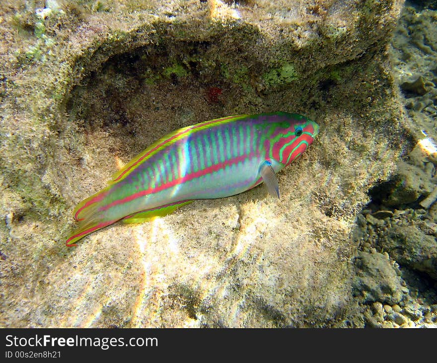 Female Moon wrasse