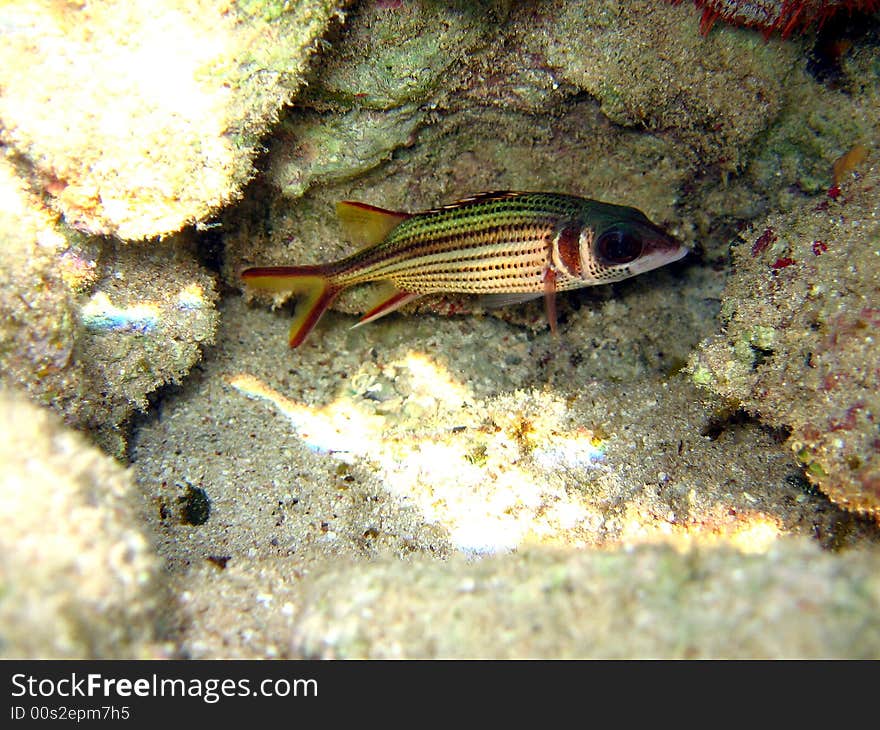 A little Sammara Squirrelfish from maldivian coral reef
italian name: Scoiattolo Sammara
scientific name: Neoniphon Sammara
english name: Sammara Squirrelfish