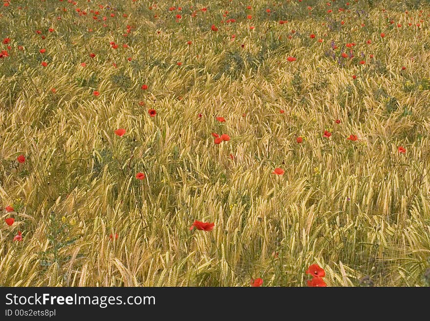 Poppies and corn