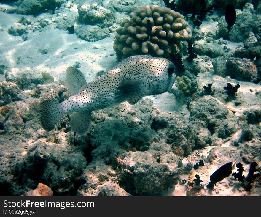 A little timid porcupinefish from maldivian coral reef
italian name: Pesce Istrice
scientific name: Diodon Hystrix
english name: Common porcupinefish