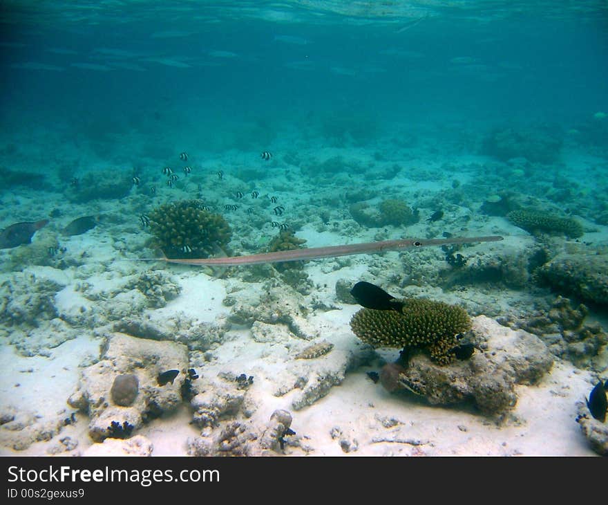 A long Cornetfish from maldivian coral reef
italian name: Pesce Flauto
scientific name: Fistularia Commersonii
english name: Cornetfish