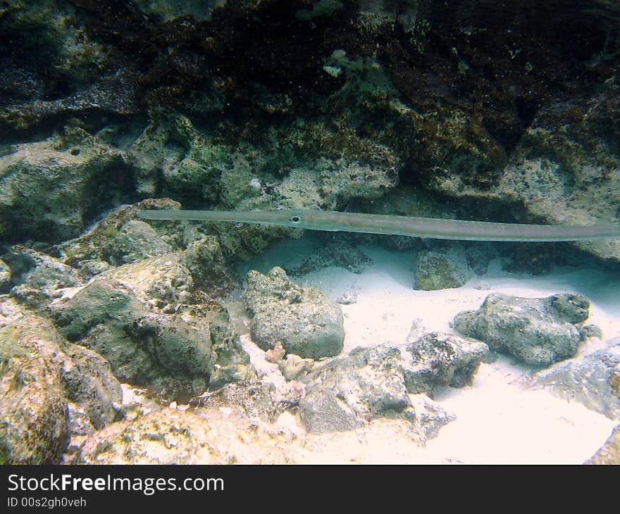 Cornetfish near to the beach