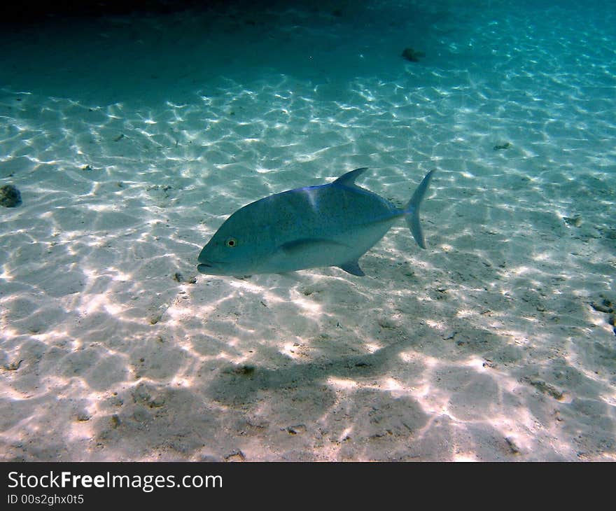 A big Bluefin trevally from maldivian coral reef
italian name: Carango a pinne blu
scientific name: Caranx Melampygus
english name: Bluefin trevally. A big Bluefin trevally from maldivian coral reef
italian name: Carango a pinne blu
scientific name: Caranx Melampygus
english name: Bluefin trevally