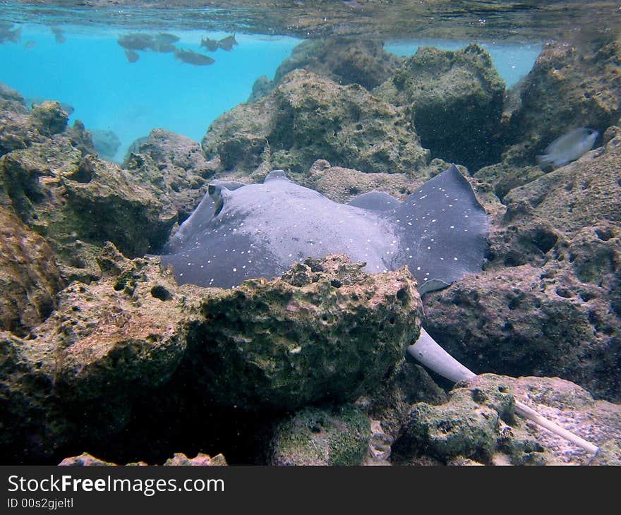 A maldivian black spotted stingray sleeping on coral reef. italian name: Trigone a Macchie Nere scientific name: Taeniura Melanospilos english name: Black Spotted Stingray. A maldivian black spotted stingray sleeping on coral reef. italian name: Trigone a Macchie Nere scientific name: Taeniura Melanospilos english name: Black Spotted Stingray