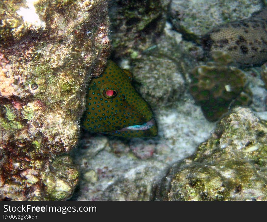 A timid peacock hind hidden in the maldivian coral reef.
italian name: Cernia Pavone
scientific name: Cephalopholis Argo
english name: Peacock Hind. A timid peacock hind hidden in the maldivian coral reef.
italian name: Cernia Pavone
scientific name: Cephalopholis Argo
english name: Peacock Hind