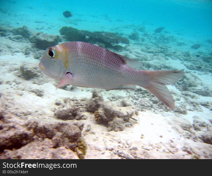 Here a humpnose big-eye bream from maldivian coral reef.
italian name: Imperatore occhio grosso
scientific name: Monotaxis Grandoculis
english name: Humpnose Big-Eye Bream