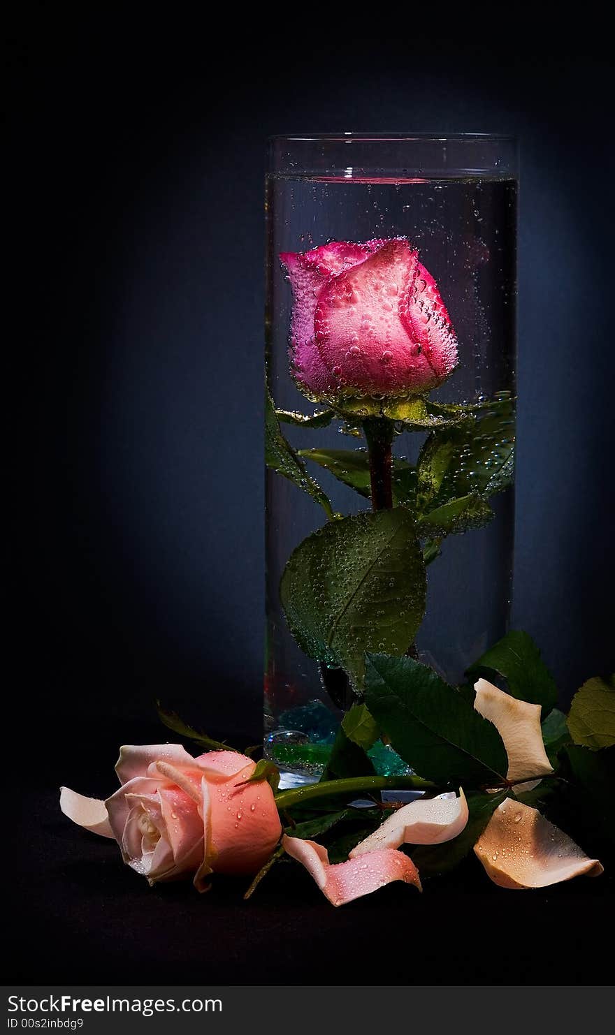 Rose submerged in water and covered with air bubbles. Rose submerged in water and covered with air bubbles.