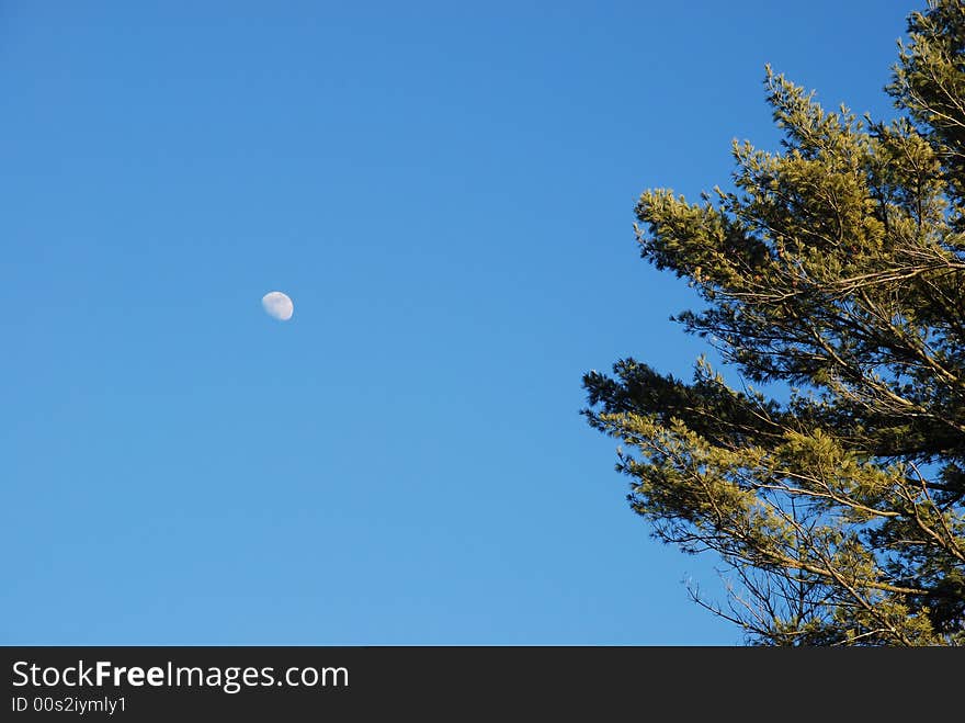 Moon shining in blue sky with white pine. Moon shining in blue sky with white pine