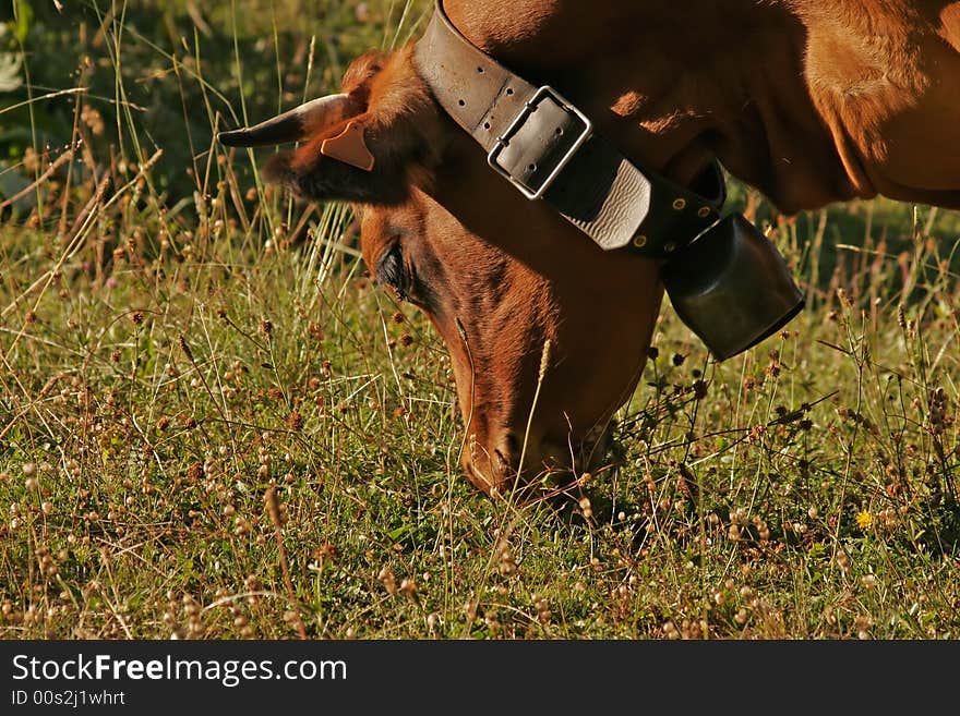 Portrait of a cow eating gruss. Portrait of a cow eating gruss