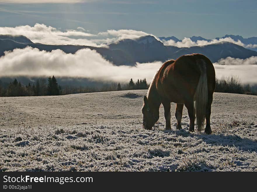 Horses In Snow