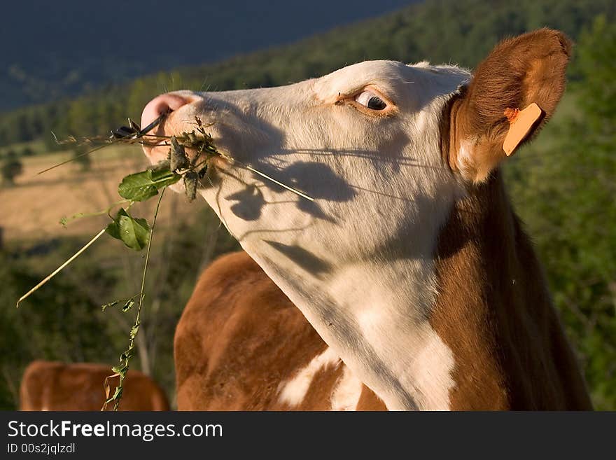 Portrait of a cow eating gruss. Portrait of a cow eating gruss