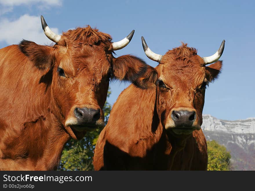 Portrait of cow