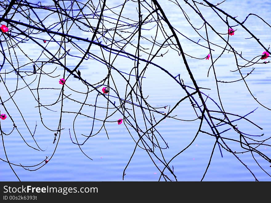 Peach flowers in full bloom.Curled peach tree branches and bending twigs over the lake water face,in the first sun rays of the morning,  look like an abstract painting. . Peach flowers in full bloom.Curled peach tree branches and bending twigs over the lake water face,in the first sun rays of the morning,  look like an abstract painting.