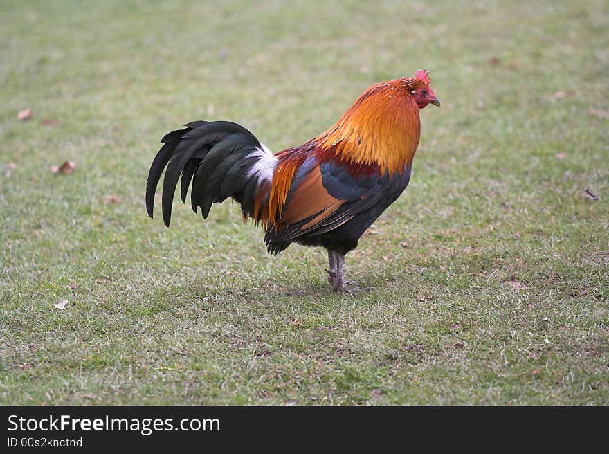 Cockerel