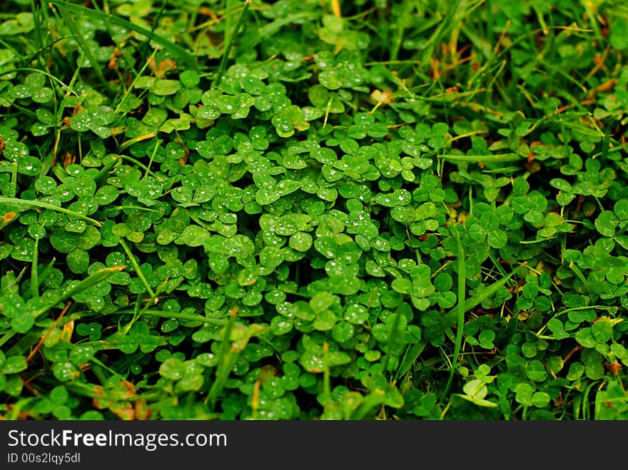 The leaf of plant in the grassplot.Because it is rain,it is damp.There are any bead on it. The leaf of plant in the grassplot.Because it is rain,it is damp.There are any bead on it.