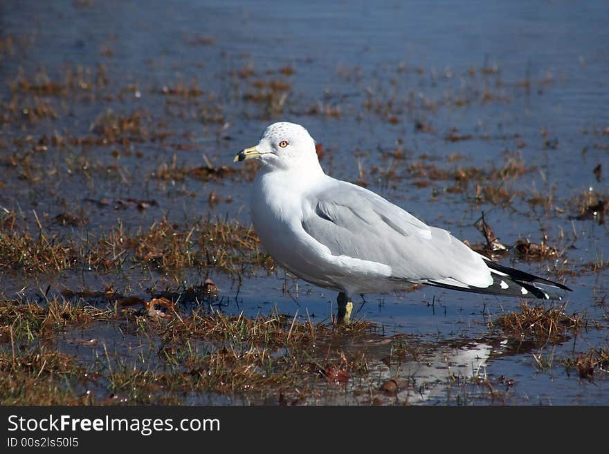 Seagull standing on a rivers edge