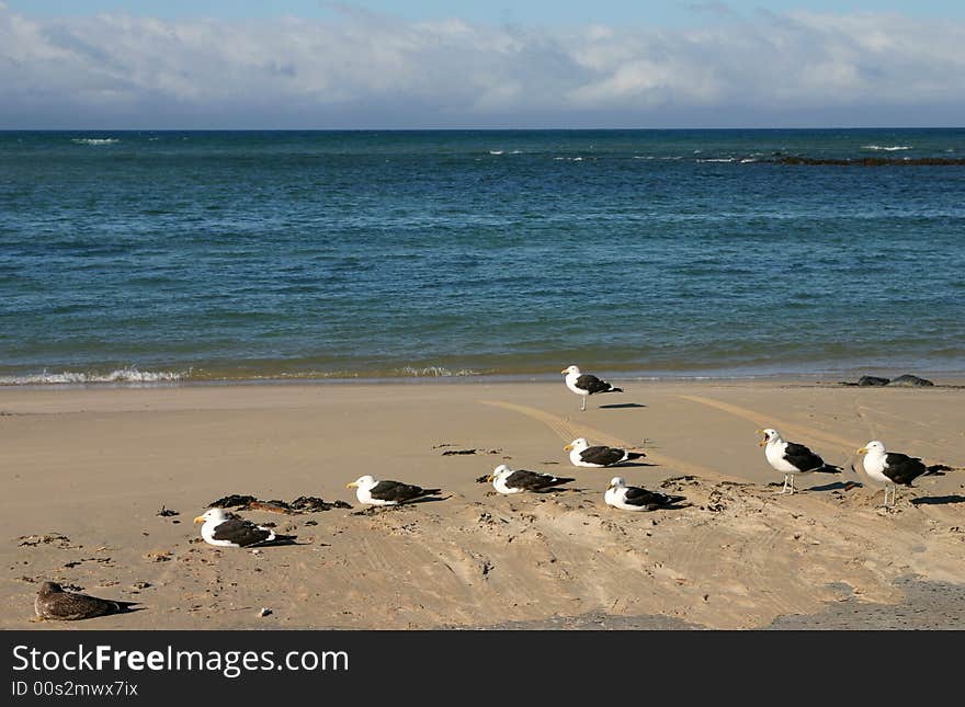 Seagulls